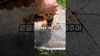 썩은 고목 그루터기 제거하는 방법