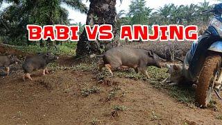 BABI VS ANJING#Trikshorts