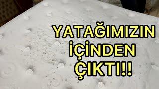 BAŞIMIZA GELENE BAKIN ! YATAĞIMIZIN İÇİNDEN ÇIKTI !! (Doğtaş, Lova Yatak Ne Hale Geldi)