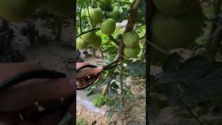 Tomato Farming Techniques #satisfying #farming