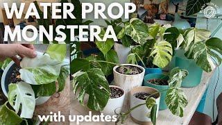 Water propagating Monstera albo? | Plant with Roos