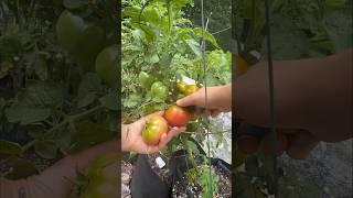 Early August #garden #harvest | 2024 | Connecticut #zone6b