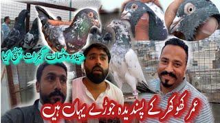 umer khokhar ky favourite kabootar || Khokhar pigeons club || haider pigeon club || kabootar online