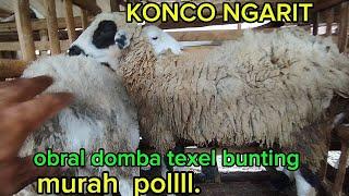 TEXEL BUNTING ISTIMEWA SUPER JUMBO MURAH BANGET DULUR KU WA 085231645912 ds tiron banyakan kediri