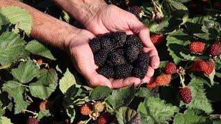 INSANE Blackberry Production in the Desert | Lori's Illness Manifests | Greening the Desert