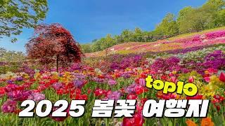 2025년 봄꽃 구경은 여기로 가시면 됩니다. 우리나라에서 가장 아름다운 봄꽃 여행지 Top10만 꼽아서 소개해 드릴게요.