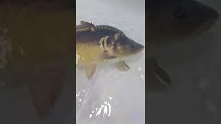 Карп на микроджиг #рыбалка #fishing #top #имба #рыба