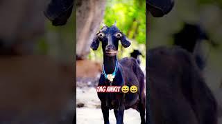 Tag Ankit Name Wali Funny  Video|| Shahab Khan Vloger || #comedy #funny #viral #youtubeshorts 
