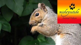 Our Funny Squirrel Having A Dust Bath