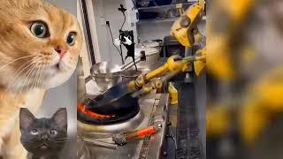 Funny cat watching robot cooking! (#00054)