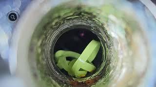 Glendale Home Inspection | Uncovering Spiders, Crickets, and Drain Issues
