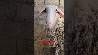 خروف 100 غنمة بتتمناه 