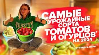 САМЫЕ УРОЖАЙНЫЕ ОГУРЦЫ И ТОМАТЫ от Семена Алтая