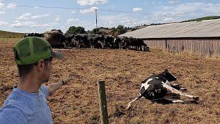 The Calving Chronicles! Preparing For Concrete!