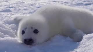 Baby Seal - First Words