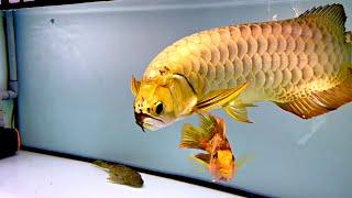 Top 4 Premium Golden Arowana Fish | Super Rare Arowana In Asia