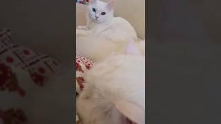 Cat Meowing || Cat Voice || Cute Cat Voice Short Video #shorts #cat #catlover