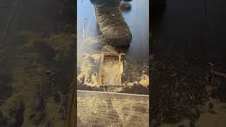 hardwood floor buckling 11-22-2022