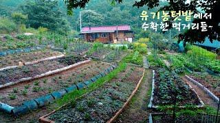 Country house organic garden from spring to fall~!!