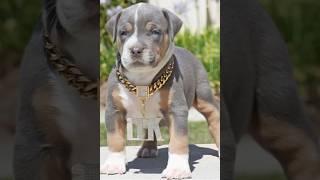 #dog #pitbullattitude #pitbull #whitepitbull #americanbully #puppy #shortsviral #shorts #trending