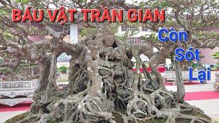 BÁU VẬT TRẦN GIAN CÒN SÓT LẠI của chú THÔNG MƠ nghe đồn MUA GẦN 10 TỶ .