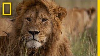 Africa’s Big Five Animals: What Are They? | National Geographic