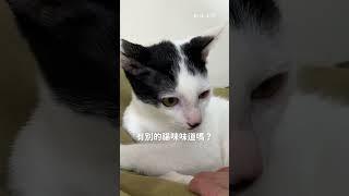 跟小貓住太可怕啦！ #好味小姐 #cat #貓咪