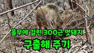 올무에 걸린 300근 멧돼지 구출하기