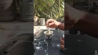 Adenium grafting.