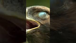 Eagle eye                        #eaglenews #eagle #eyes #world #fastest #trending #viral