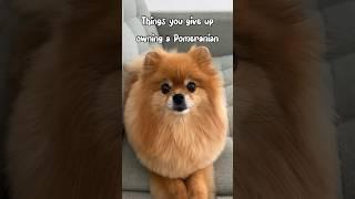 Barbacita Everywhere  #pomeranian #funnyanimals #shorts