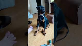 #rottweiler  #puppy  reaction on pizza ️ #funny  #shorts  $$$