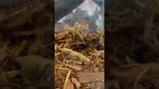 Giant Scorpion Stings When The Beat Drops! | Herpin Hippie #shorts #pets