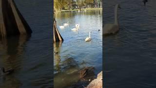 Whooper Swans, Trumpeter Swans, Royal Mute Swans & American Coot at Lake Eola Park! Orlando, Florida