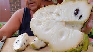 Tasting My Sweetest & Juiciest Custard Apple In 10 Yrs