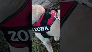 dog harnes with name  no pupp harness #harness #dogharness #zora