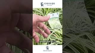 더케이야생화 [무늬종식물4종] 정원에 포인트 식물 #가을정원 #야생화 #정원식물