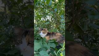 Our Cat Callie Nesting in the Grapevines#cat#catshorts#cutecat#caturdayvibes#catlover