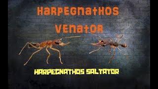 Harpegnathos venator▶️Прыгающий муравей-охотник