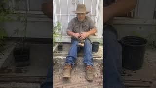 Bonsai in a boot. Landscape restoration by Dan Pozzi￼￼