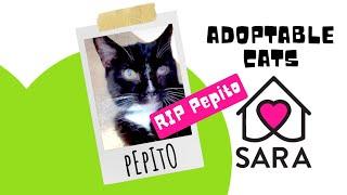 CAT OF THE MONTH: PEPITO