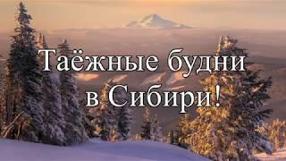 Таёжные будни в Сибири!