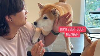 30s Challenge - Petting a Dramatic Shiba Inu (Impossible)