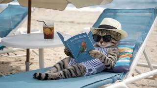 Cats At The Beach ️ - Funny Cats Doing Human Things