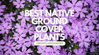 Best Native Ground Cover Plants