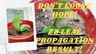 gardening needs patience! keep motivated! zz leaf propagation results!