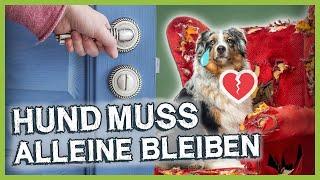 ALLEINE BLEIBEN: Mit diesen Schritten machst du es deinem Hund einfacher!