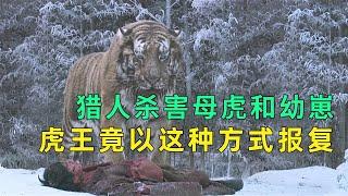 结局真解气！猎人残忍杀害母虎和幼崽，遭到虎王这样报复