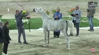 N 132 KAIF AL SHARIAAN   Al Maha Arabian Horse Show 2024   Yearling Colts Class 4B