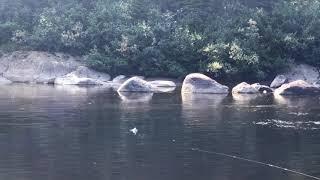 Dry Fly Atlantic Salmon - Flowers River Labrador